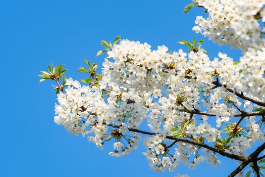 Spring blossom cherry tree flowers and blue sky