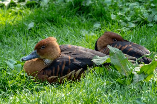 Wild male duck sitting in the green grass