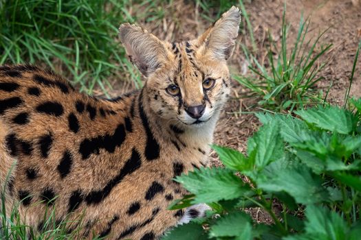 Serval cat (Leptailurus serval) beautiful animal and his portrait.