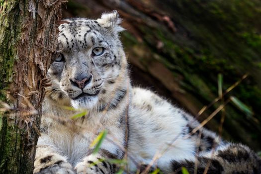 Snow leopard - Irbis (Panthera uncia).