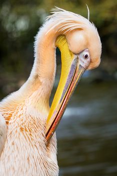 Pelecanus onocrotalus also known as the eastern white pelican, rosy pelican or white pelican.