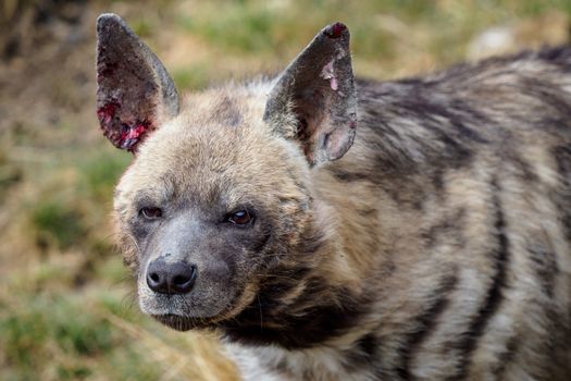 A wounded hyena. Striped hyena (Hyaena hyaena sultana)