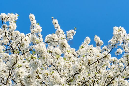 Spring blossom cherry tree flowers and blue sky