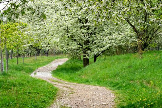 Park trail between blooming cherry trees in spring. Park with flowering trees and green grass.