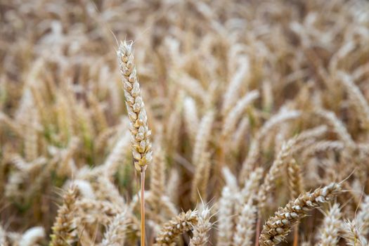 Golden ears of wheat on the field.