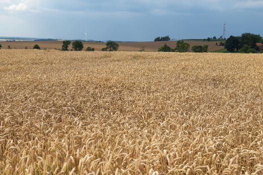 Golden ears of wheat on the field.