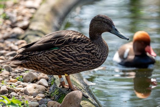 Female duck by the water. Ducks swimming on spring lake.