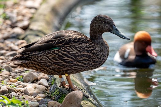 Female duck by the water. Ducks swimming on spring lake.