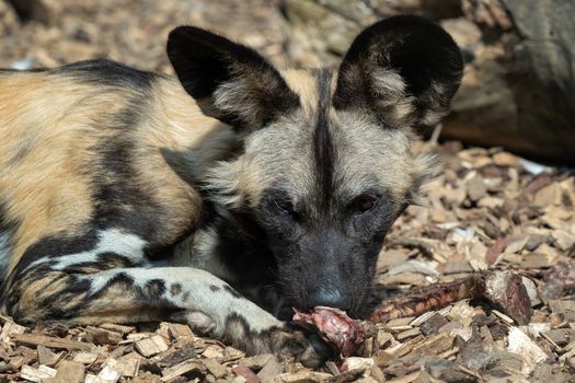 Wild Dog (Lycaon pictus) lying down