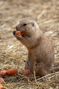 A prairie dog (Cynomys ludovicianus) is eating a carrot