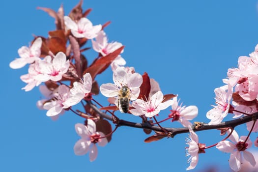 Bee on a pink cherry blossoms. Spring floral background on a blue sky. Cherry flowers blossoming in the springtime.