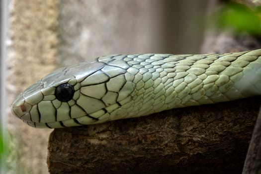 The green mamba (Dendroaspis viridis), a venomous snake