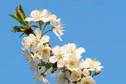 Cherry Blossoms on a blue sky. Spring floral background. Cherry flowers blossoming in the springtime.