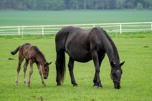 Black kladrubian horse, mare with foal