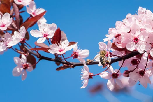 Bee on a pink cherry blossoms. Spring floral background on a blue sky. Cherry flowers blossoming in the springtime.