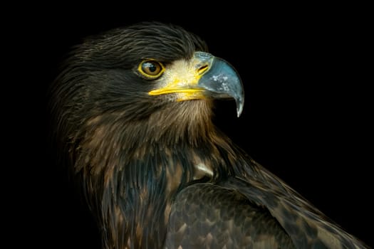 Portrait of sea eagle (Haliaeetus albicilla) on black background