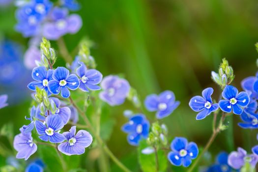 Veronica chamaedrys - blue blossoms in spring