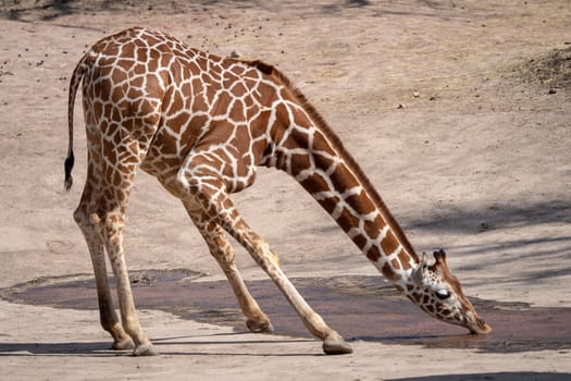 One giraffe drinking water in the dry landscape