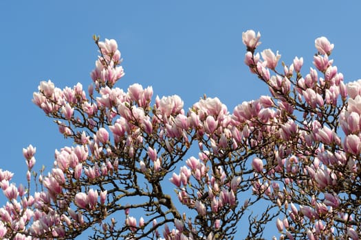 Magnolia pink blossom tree flowers over blue sky. Spring floral background