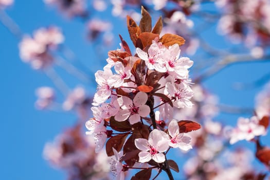 Spring cherry blossoms, pink flowers on a blue sky. Spring floral background. Cherry flowers blossoming in the springtime.