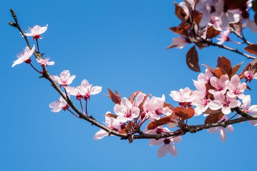 Spring cherry blossoms, pink flowers on a blue sky. Spring floral background. Cherry flowers blossoming in the springtime.