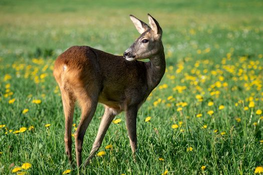 Roe deer in grass, Capreolus capreolus. Wild roe deer in spring nature.