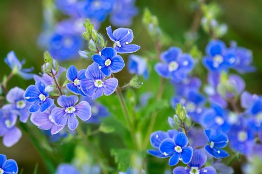 Veronica chamaedrys - blue blossoms in spring