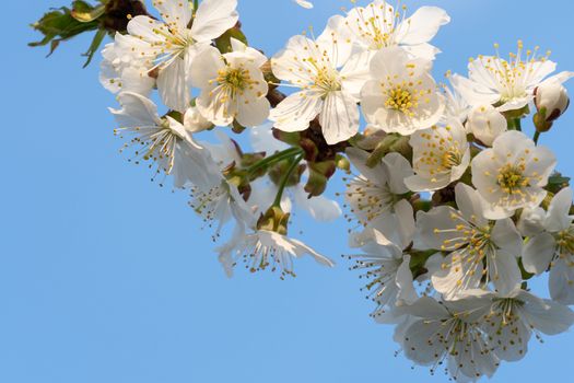 Cherry Blossoms on a blue sky. Spring floral background. Cherry flowers blossoming in the springtime.