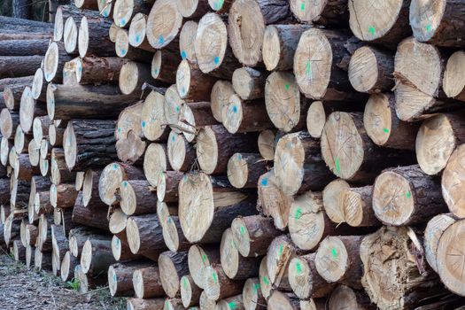 Pile of wood. A view of huge stacks of logs.