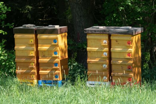 Wooden bee hives. Hives with bees.