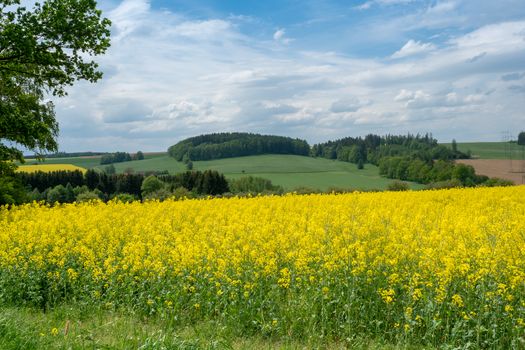 Spring landscape with rape field. Fields of oilseed rape in bloom under blue sky with clouds. Czech republic