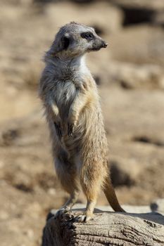 Suricata standing on a guard. Curious meerkat (Suricata suricatta).