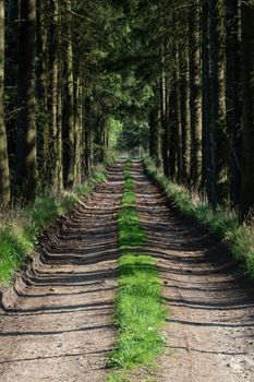 Path in the spring forest and on the sides grows grass