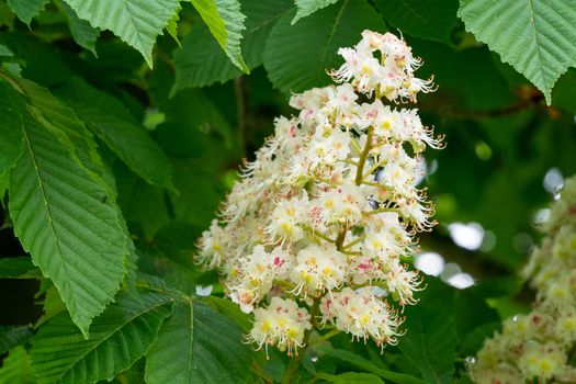 Flowers of chestnut trees in spring in the park. (Aesculus hippocastanum)