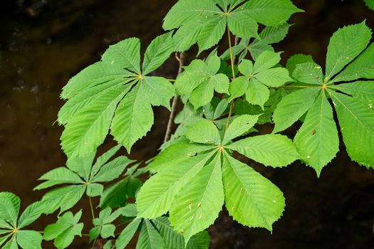 Leaves of a chestnut trees in spring in the park. (Aesculus hippocastanum)