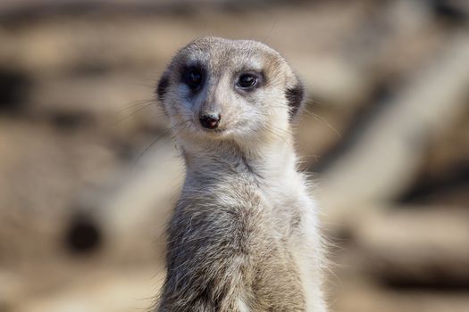 Suricata standing on a guard. Curious meerkat (Suricata suricatta).