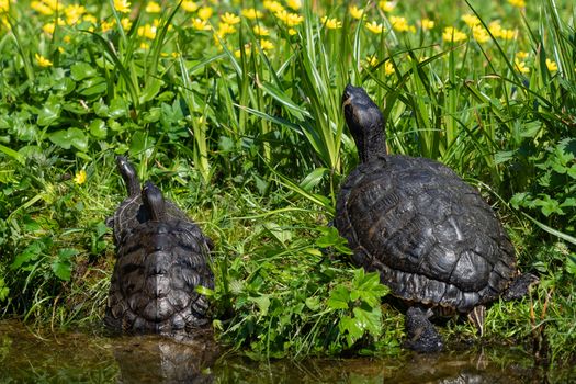 Turtles lying on the grass. Group of red-eared slider (Trachemys scripta elegans) in pond.