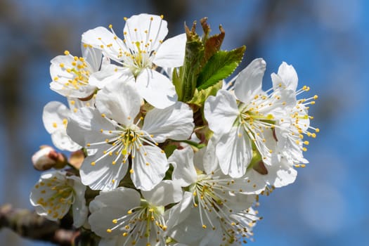 Spring blossom cherry tree flowers and blue sky