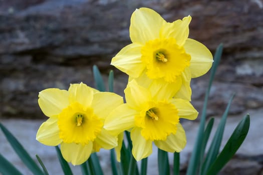Three flower daffodils in spring outdoors