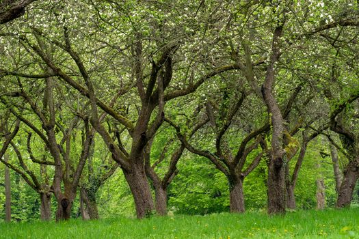 Cherry trees in a row. Cherry alley.