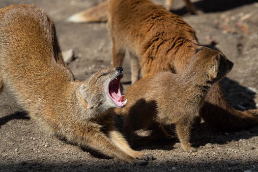 The yellow mongoose (Cynictis penicillata).