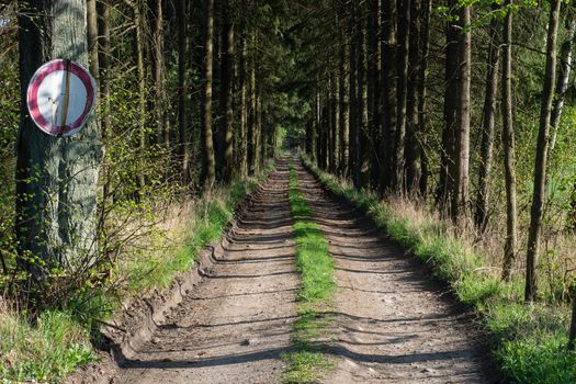 Path in the spring forest and on the sides grows grass