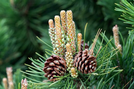 Small pine cones at the end of branches. Blurred pine needles in background.