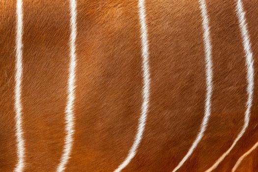 Bongo fur pattern or texture on background. Antelope bongo skin.