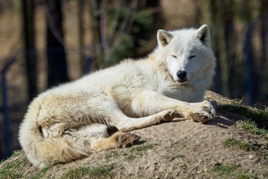 The Arctic wolf (Canis lupus arctos), also known as the Melville Island wolf. Wolf lying at rest.