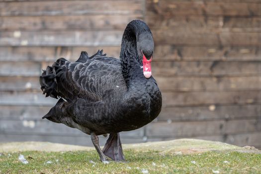 Profile of the black swan (Cygnus atratus). Beautiful west australian black swan.