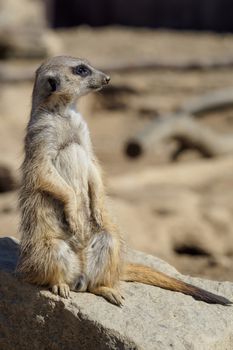 Suricata standing on a guard. Curious meerkat (Suricata suricatta).