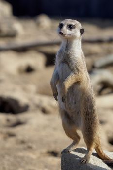 Suricata standing on a guard. Curious meerkat (Suricata suricatta).