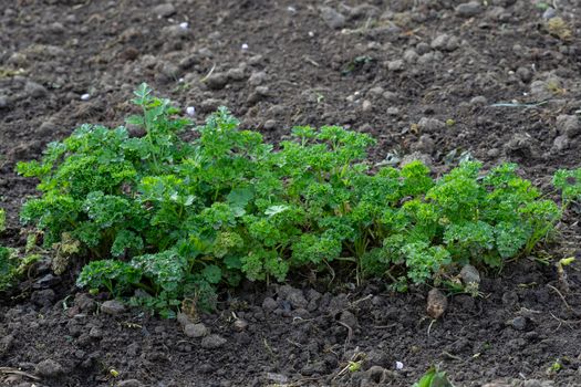 Petroselinum crispum - Curly parsley growing in the garden. Leaves of garden parsley