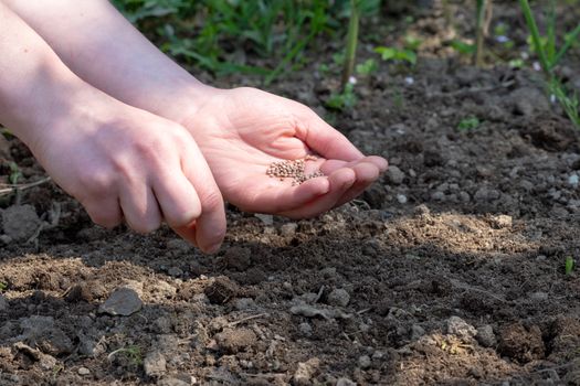 Woman hand putting seed into soil in the spring. Sow vegetable seeds. Woman's hand makes small seeds in the black earth land closeup.